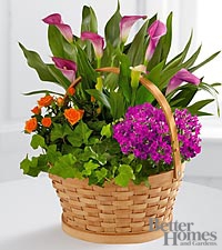 Harvest-wishes-blooming