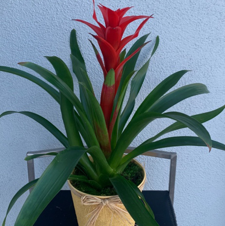 Bromeliad-plant
