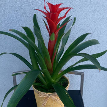 Bromeliad-plant