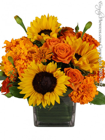 Magnificent-marigolds