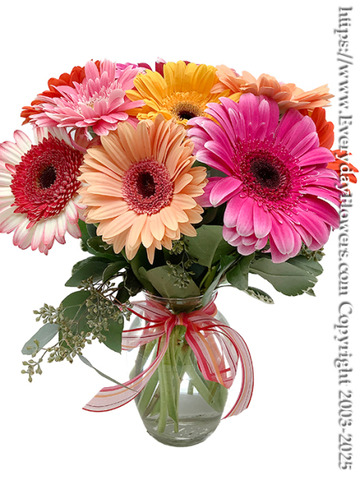 Just-gerbera-daisies