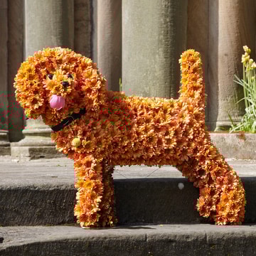 Standing dog tribute with orange chrysanthemums