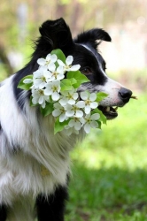 Image of Biggar Blooms shop front