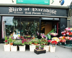 Image of Bird of Paradise Limited shop front