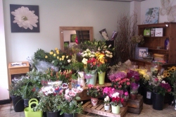 Image of Butterflies shop front