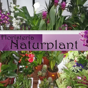 Image of Centro de Jardineria y Floristeria Naturplant S.L shop front
