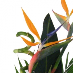 Connemara Florist