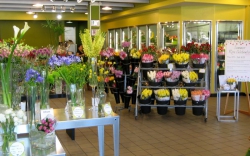 Field of Flowers