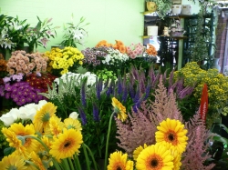 Florantina