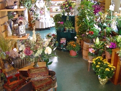 Freys Flowers Ltd