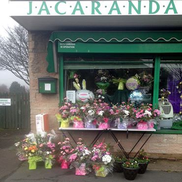 Jacaranda