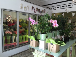 Joy Flowers