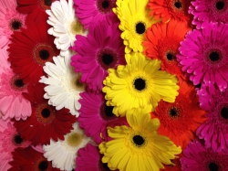 Kayleighs Florist