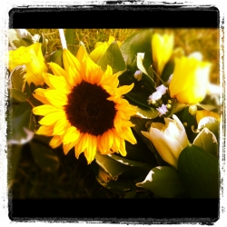 Image of Maisies Daisies shop front