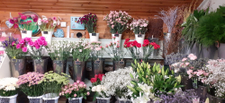Image of Moyness Nurseries shop front