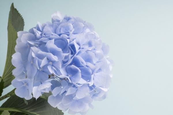 Image of Rona's Flowers shop front