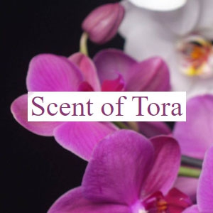 Scent of Tora