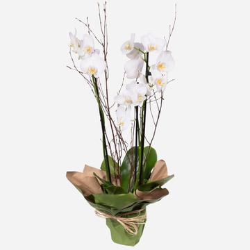 White double-stem orchid plant with decorative birch twigs stem orchid plant with decorative birch twigs white double stem orchid plant with decorative birch twigs