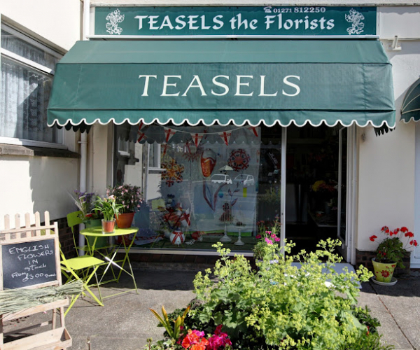 Teasels The Florist
