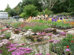 The Village Nurseries // REMOVED