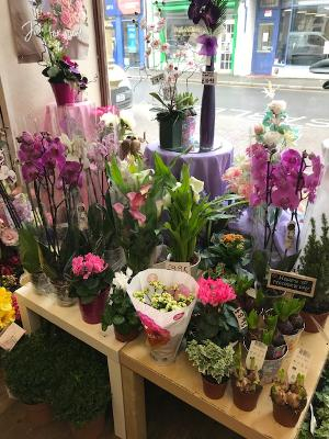 Image of The White Rose shop front