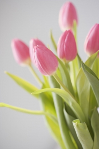 Tulips and Holly