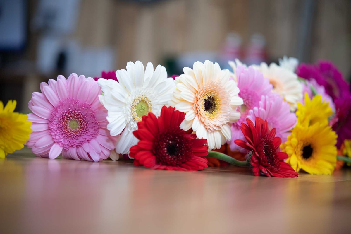 Different coloured gerberas lined up on florist's workbench for apology bouquet
