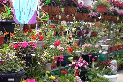 Van Luyk Floral Services